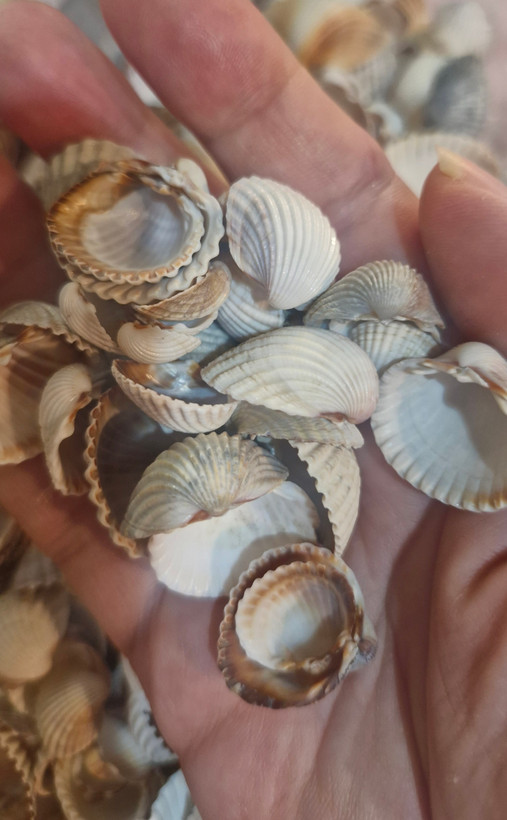 بسته ۱۰۰ گرمی صدف شمال